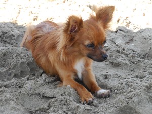 Roxy na pláži